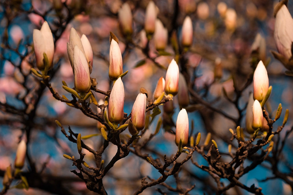 Blossom your Mental Wellness