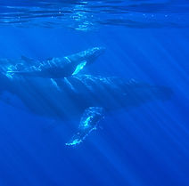 Image by Swanson Chan