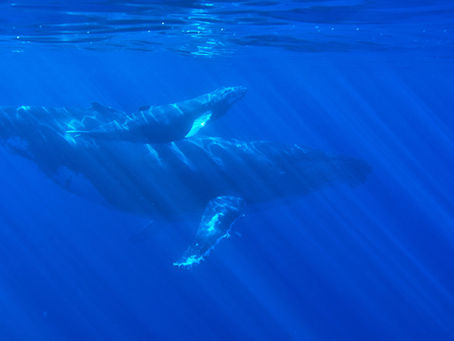 Echolocation
