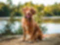 Dog sitting on trail in front of lake