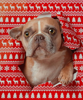 Image by Karsten Winegeart