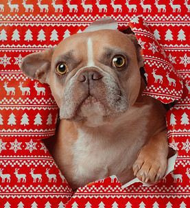 Image by Karsten Winegeart