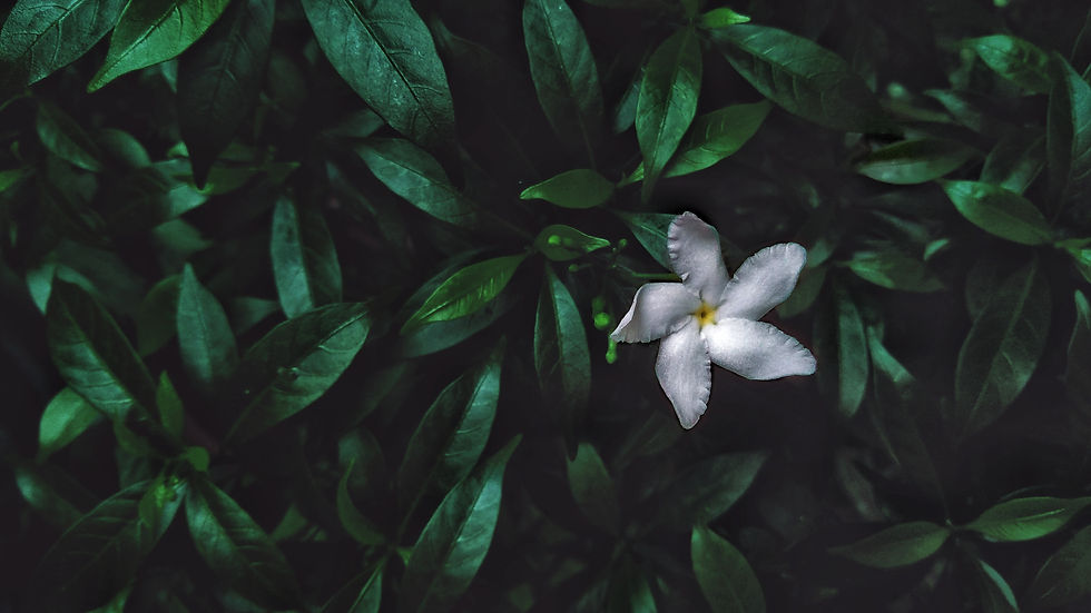 thé au jasmin