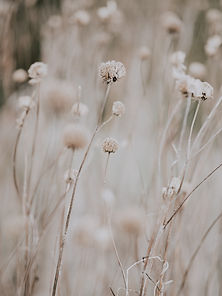 Image de Annie Spratt