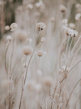 Image by Annie Spratt