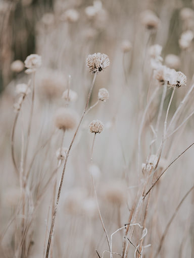 Image by Annie Spratt
