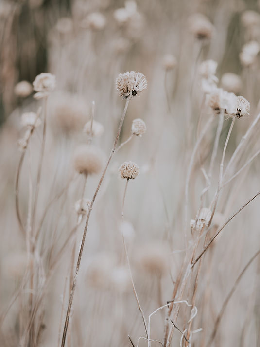 Image by Annie Spratt
