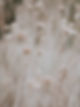 beige background image dandelions