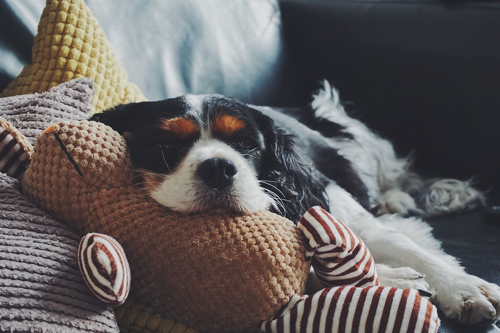 dog cuddling with stuffed animal is on restrictive movement for healing ivdd