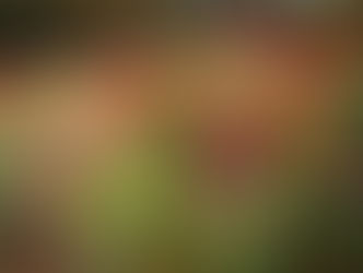 History and Meaning of Zinnia Flowers