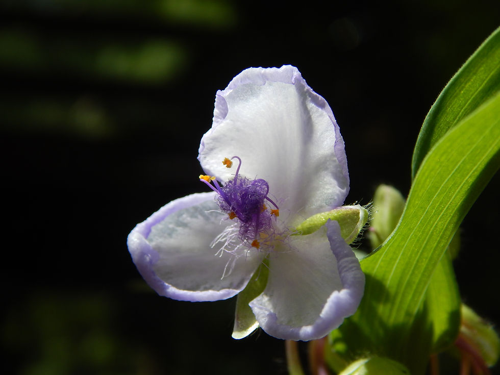 spiderwort