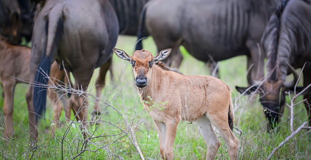 Baby wildebeest in Ndutu during calving season surrounded by the Great Migration herds on Serengeti plains 3 day Serengeti safari from Zanzibar