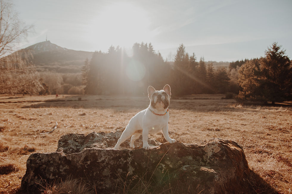 Image by Céline Druguet