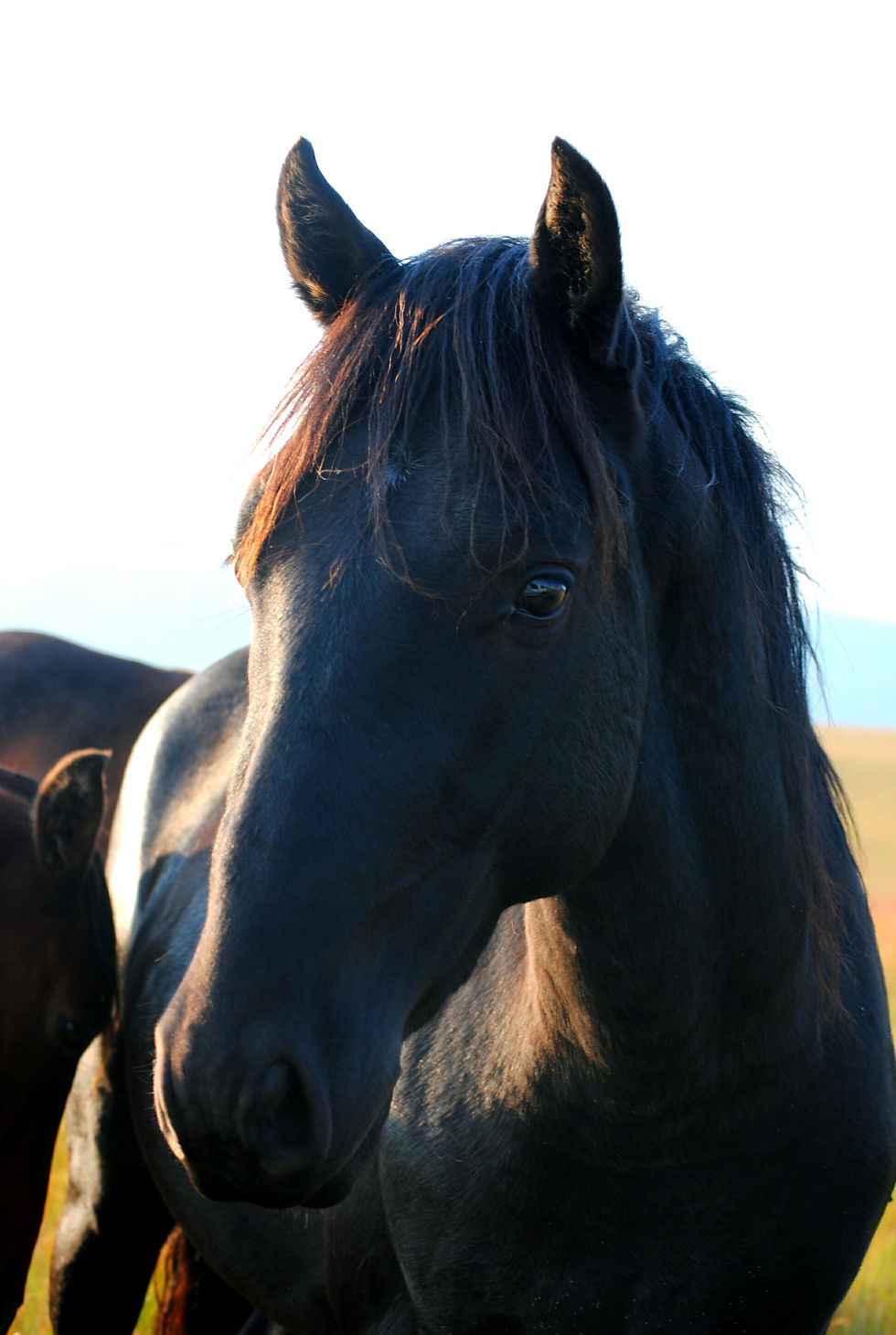 He was a solid black, every inch of him