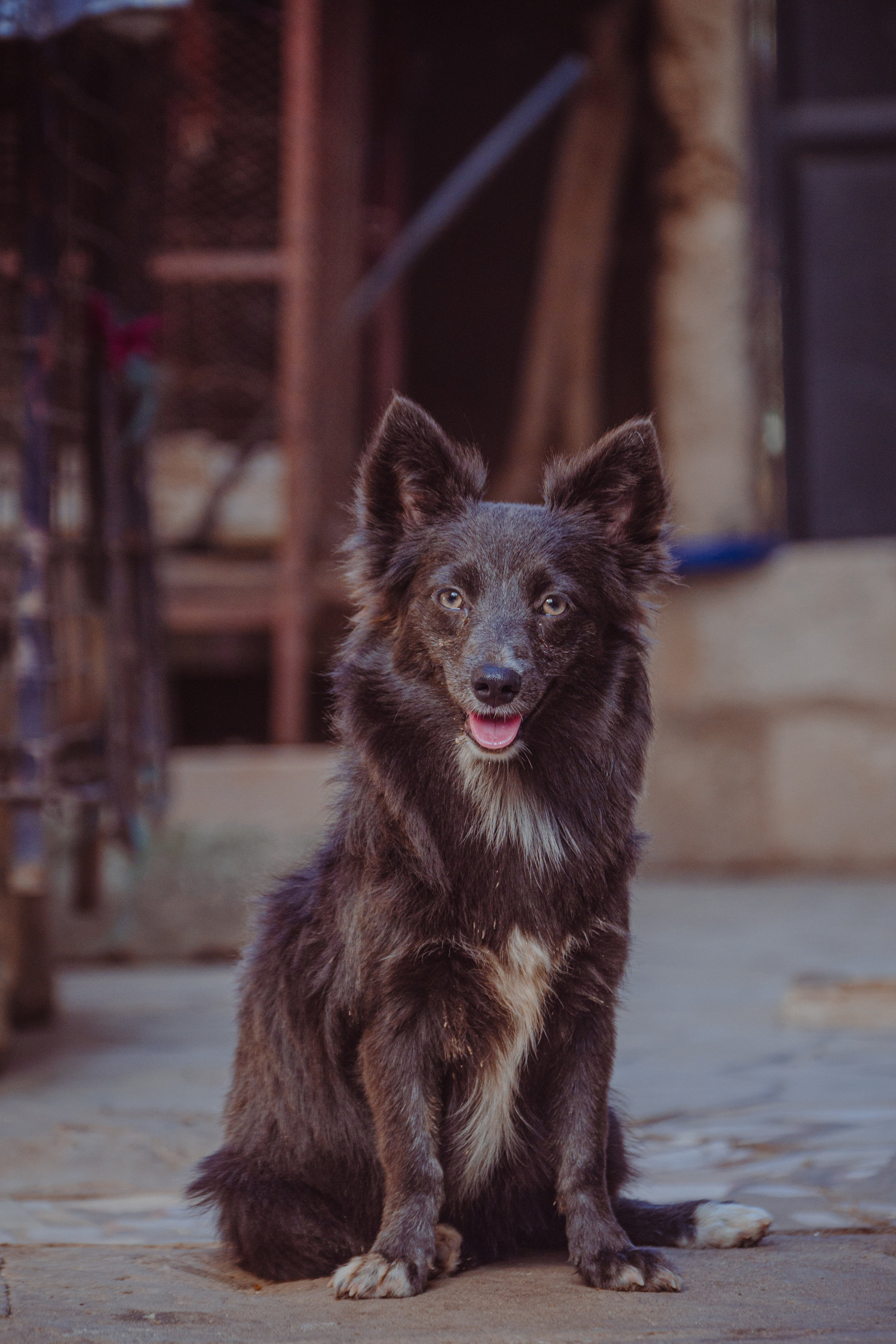 10 Unusual Dog Breeds That Make Great Pets