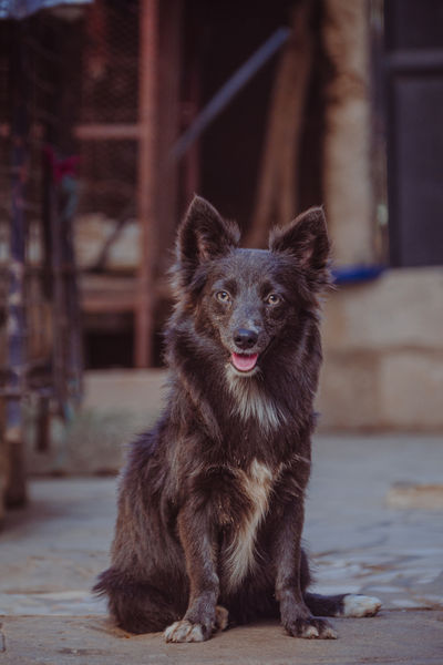 10 Unusual Dog Breeds That Make Great Pets