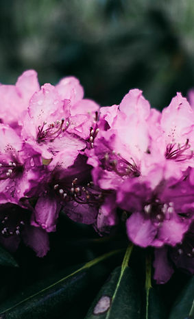 Image by tabitha turner