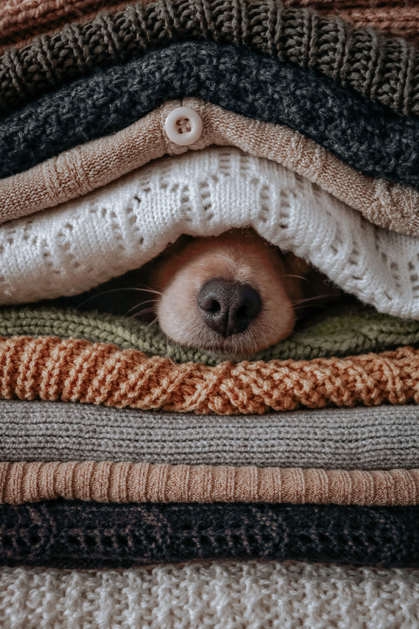dog hiding under blankets