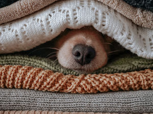 Eine kleine Hundeschnauze schaut aus einem Stapel Pullover heraus. Der Hund hat sich versteckt.