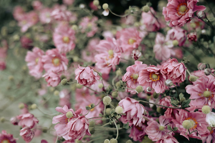 Image by Lan Gao