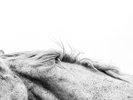 Grief and Healing for Equestrians