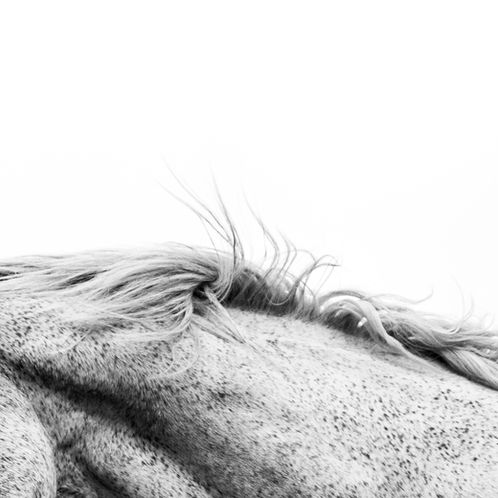 Grief and Healing for Equestrians