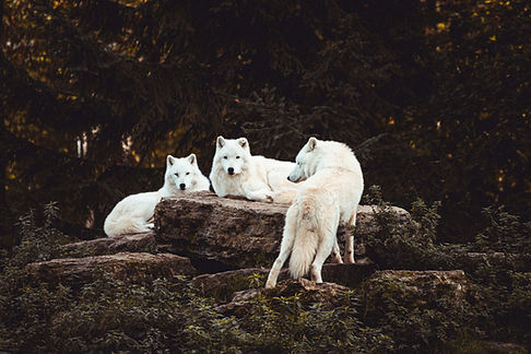 Image by Thomas Bonometti