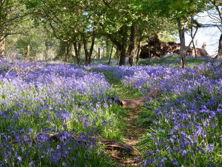 Unconventional Self-Care: Nature-Based Wellness Tips for a Balanced Mind and Body