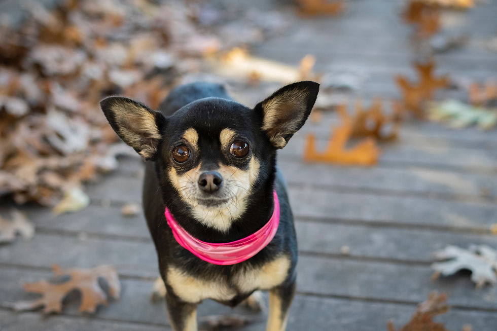 Chihuahua na tarasie z czerwoną chustą