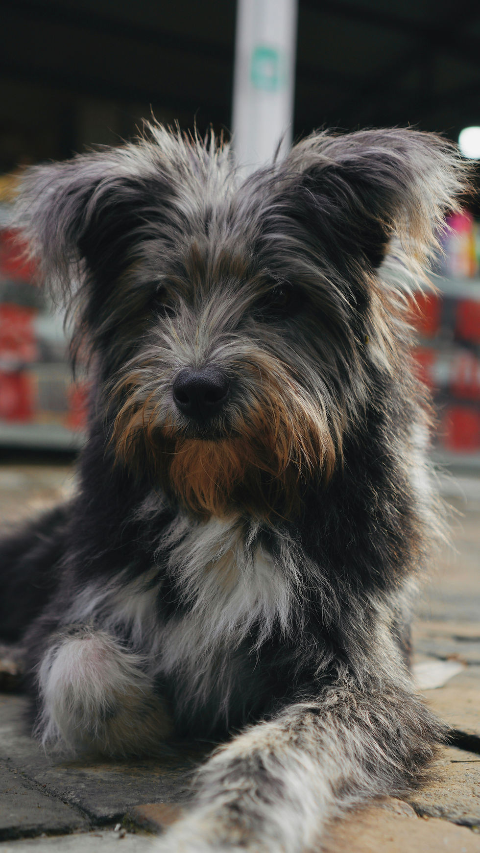 Scruffy black-and-gray dog lies on pavement, close-up with soft blurred background, looking calm and relaxed