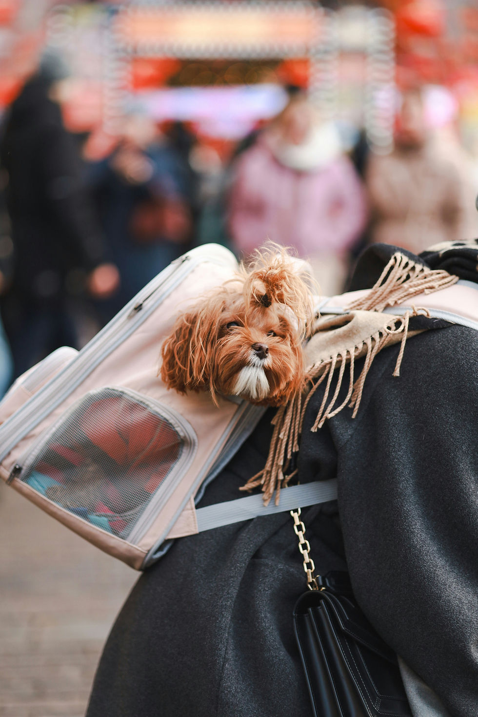 Small fluffy brown dog peeks from a clear carrier on a person’s coat, with a blurred crowd and festive lights behind.