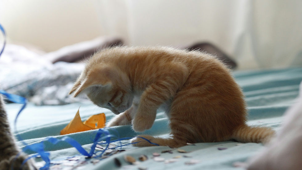 Keeping Your Cat Happy and Healthy