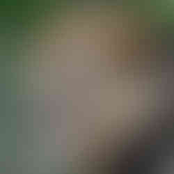 Male lion in Serengeti grasslands seen during a fly-in safari from Zanzibar