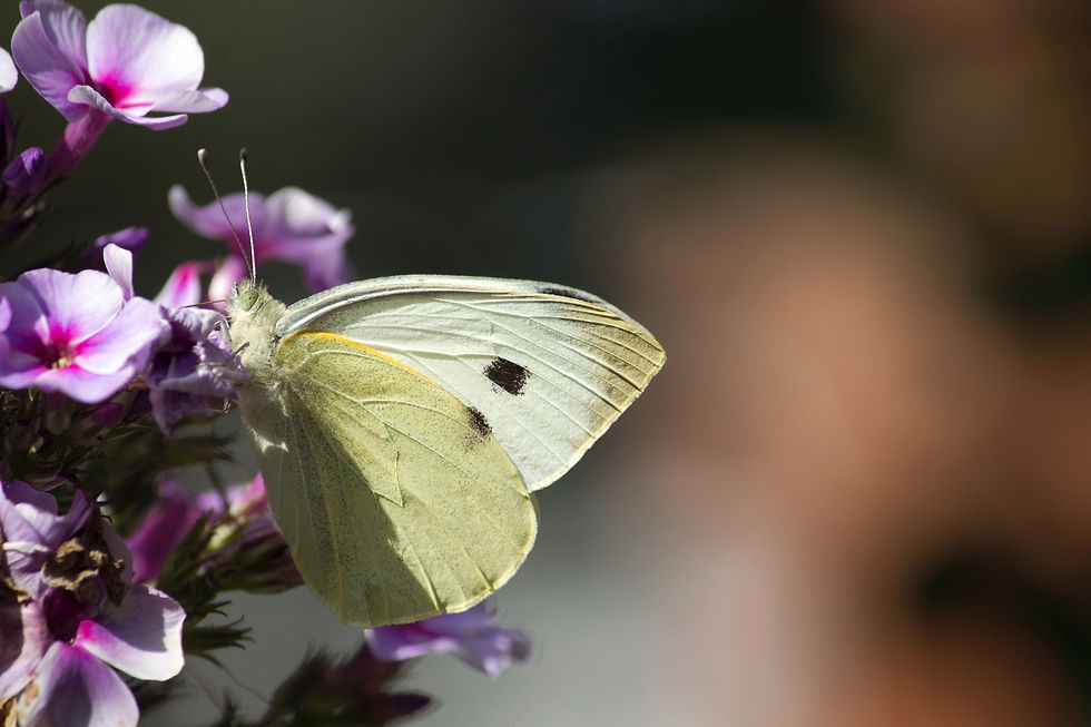 Pieris rapae