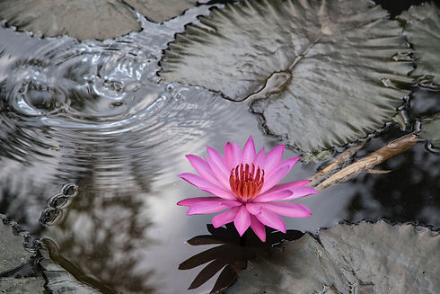 Image by Robin Canfield