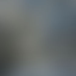 Olive Grove in December