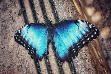 Image by Shirley Cairns