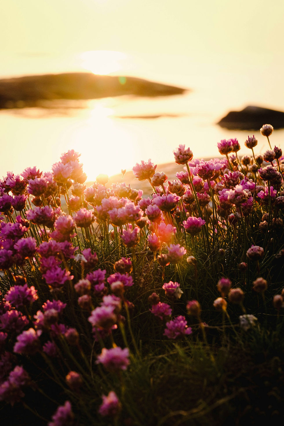Champ de fleurs roses au coucher du soleil, au bord de l’eau, avec îlots flous et lumière dorée.