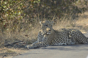 Image by Tshedza Muvhango