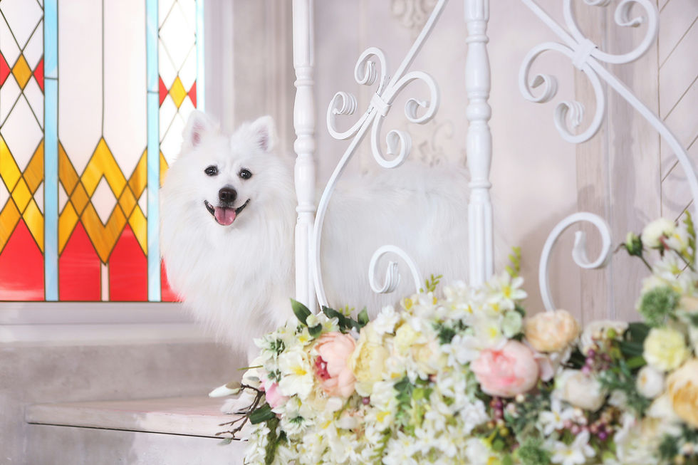How to Prepare Your Dog for an Arizona Wedding: Training, Temperament & Timeline Guide
