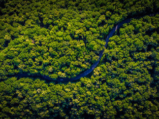 Sinharaja Rainforest: How to Visit One of Asia's Last Primary Forests