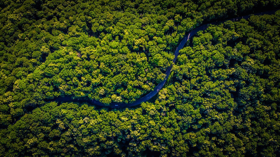 Serviços para projetos de geração de Créditos de Carbono