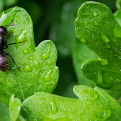 50 Years to Extinction: What Happens When the Creepy Crawlers Disappear