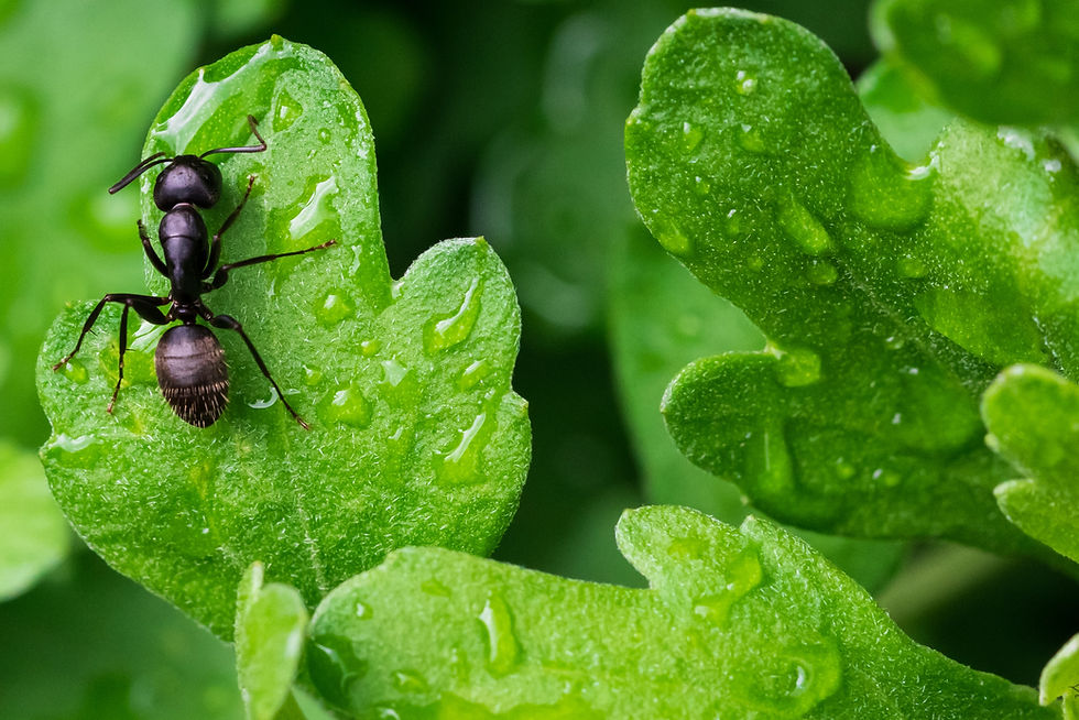 Black ant crawling on a wet green leaf after rain.