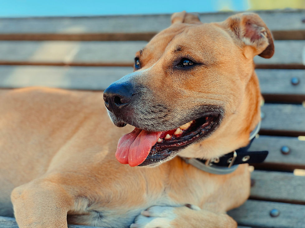 Helping Your Pet Stay Safe During Summer Heat