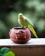 Image de Raman Damodar