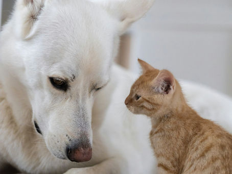 Как да премахнем миризмата от домашни любимци?