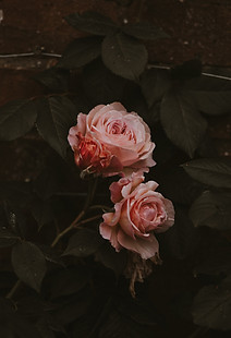 Image by Annie Spratt