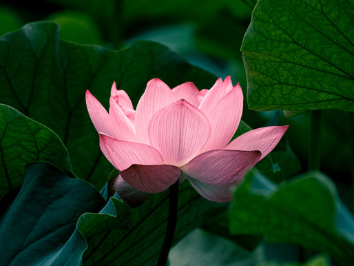 We Create Our Karmic Blessings