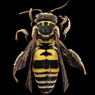 Wasp World Records – Part 1